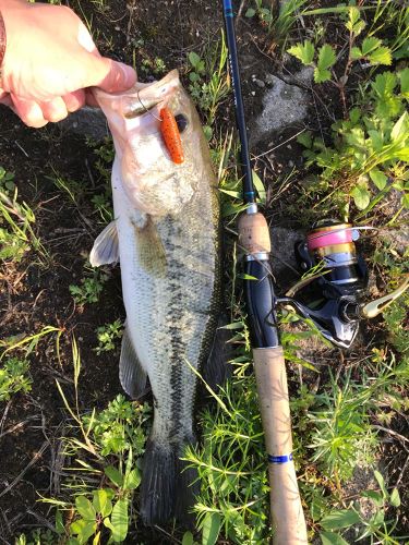 ブラックバスの釣果