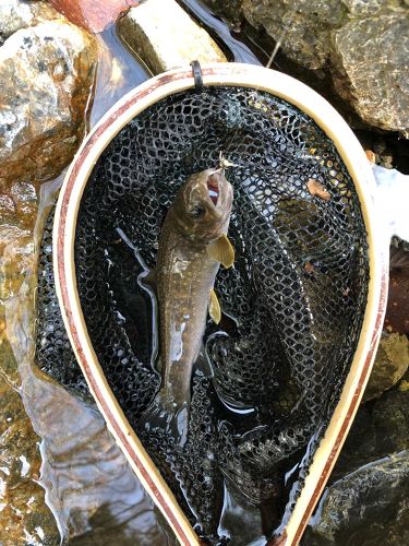 イワナの釣果