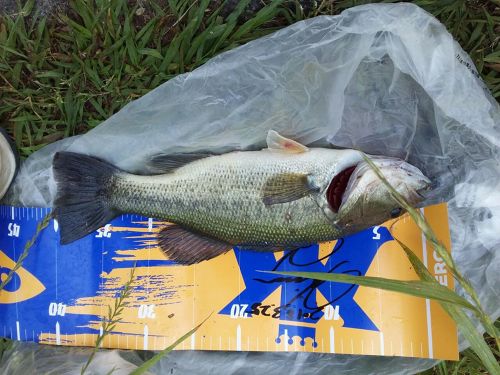 ブラックバスの釣果