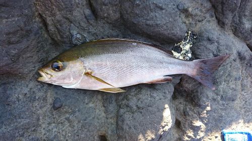 イサキの釣果