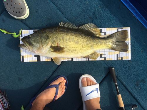 ブラックバスの釣果