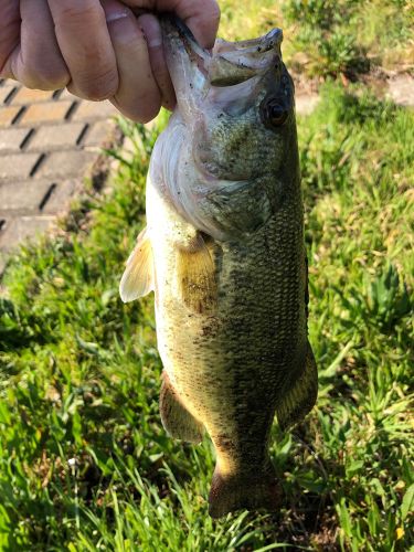 ラージマウスバスの釣果