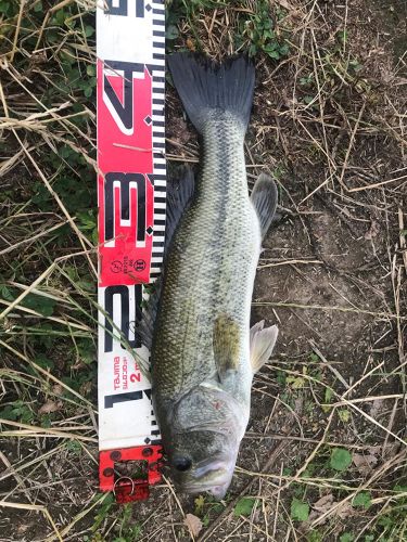 ブラックバスの釣果