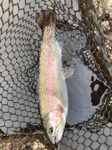 ニジマスの釣果