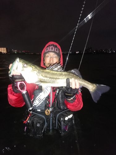 シーバスの釣果