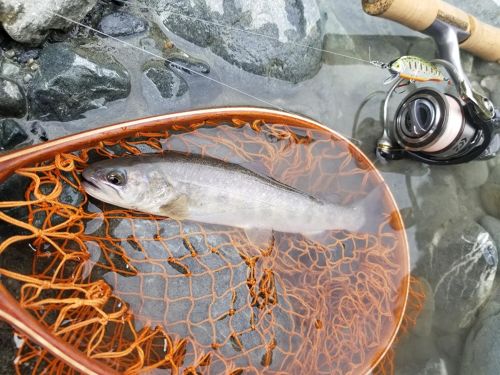 イワナの釣果