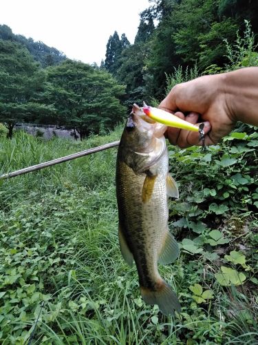 ブラックバスの釣果