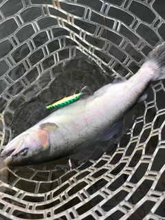 ホウライマスの釣果