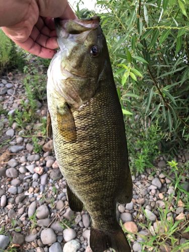 スモールマウスバスの釣果