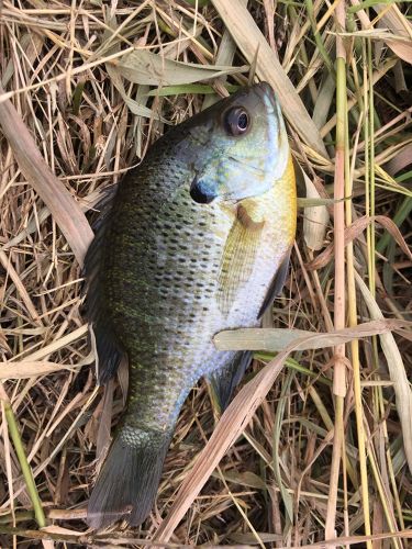 釣果