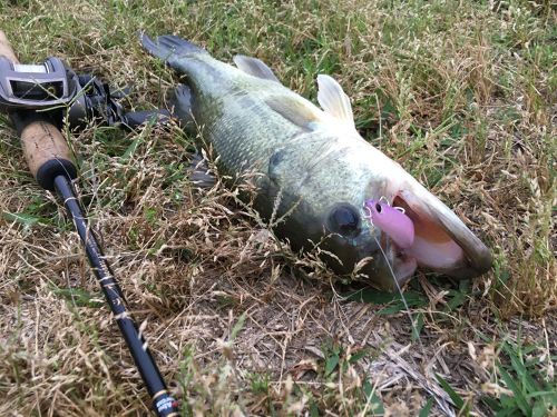 ブラックバスの釣果