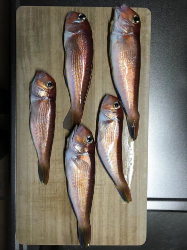 アマダイの釣果