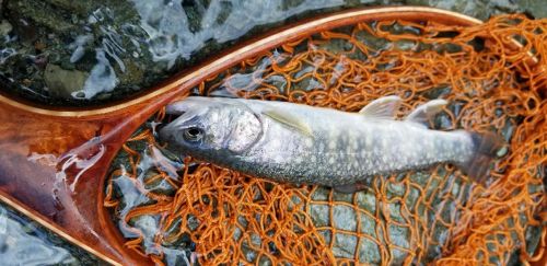 イワナの釣果