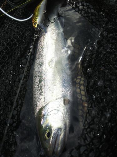 アマゴの釣果