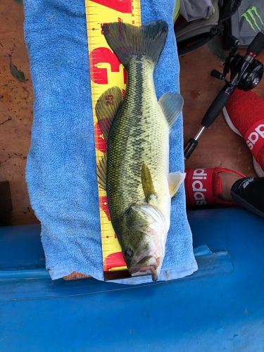 ブラックバスの釣果