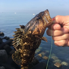 タケノコメバルの釣果