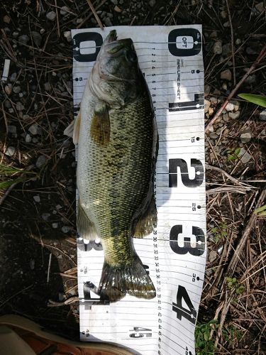 ブラックバスの釣果