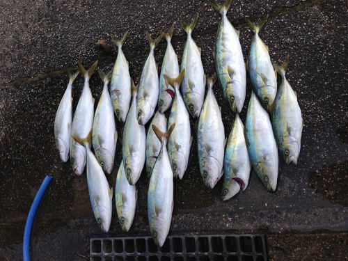 イナダの釣果