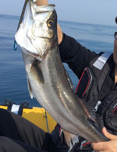 スズキの釣果