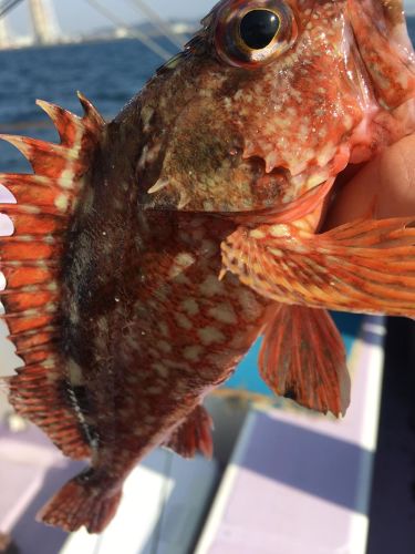 カサゴの釣果