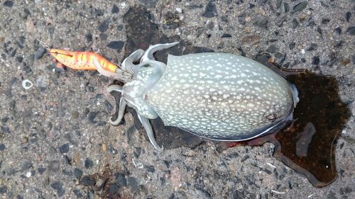 シリヤケイカの釣果