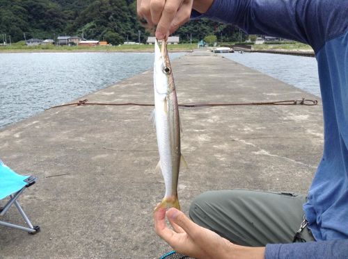 カマスの釣果