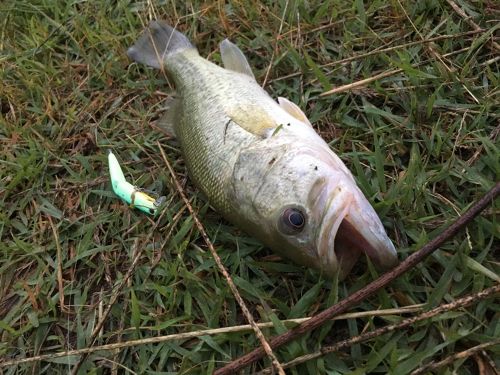 ブラックバスの釣果