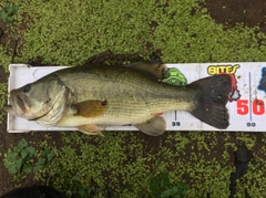 ブラックバスの釣果