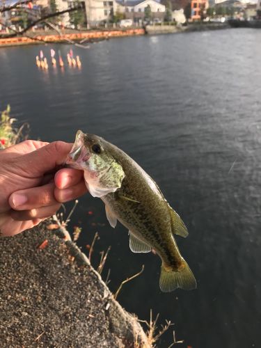 ラージマウスバスの釣果