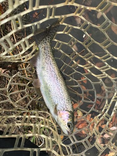 トラウトの釣果