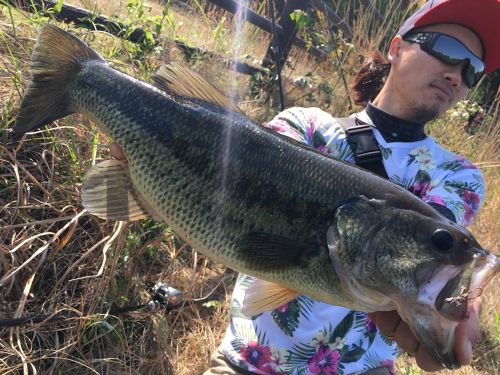 ブラックバスの釣果