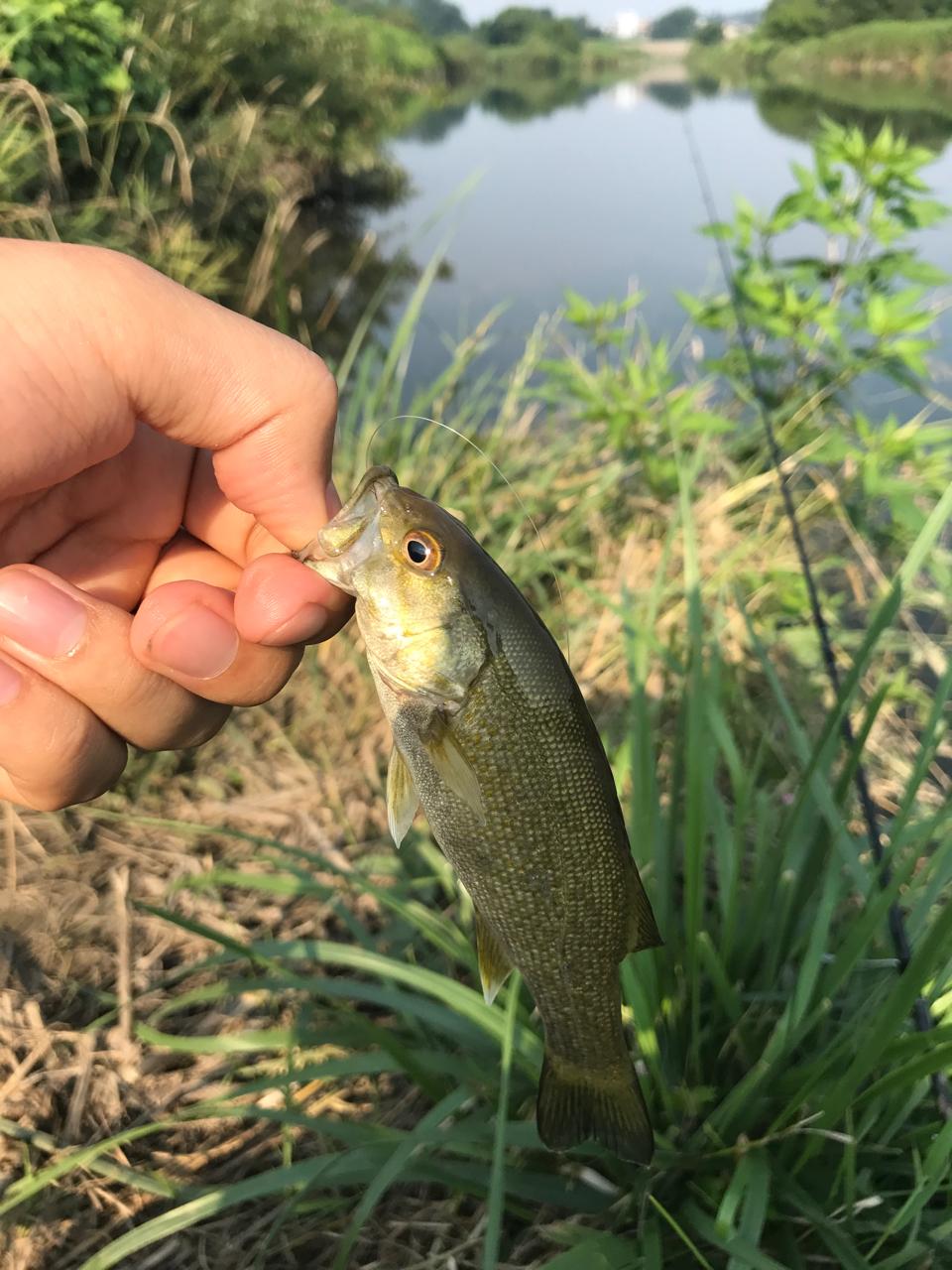 スモールマウスバス