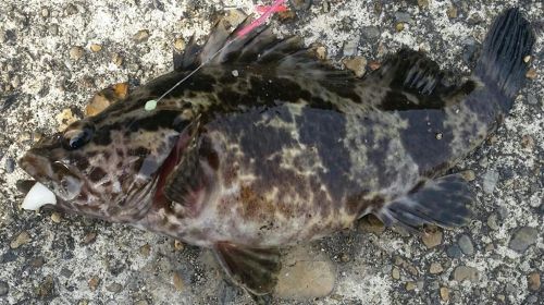 タケノコメバルの釣果