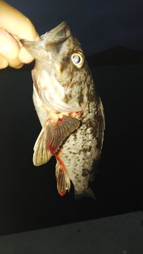 クロソイの釣果