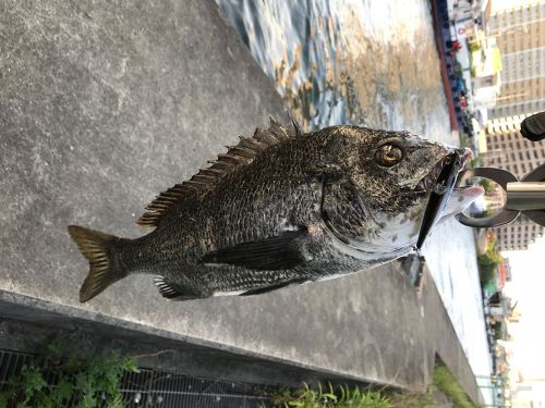 チヌの釣果