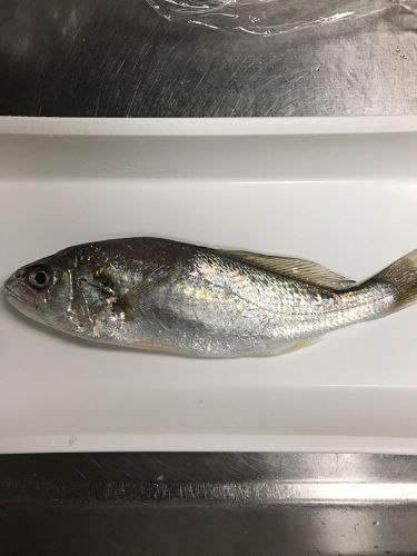 イシモチの釣果