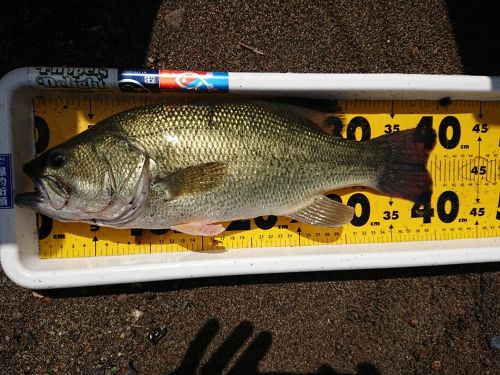 ブラックバスの釣果