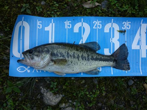 ブラックバスの釣果