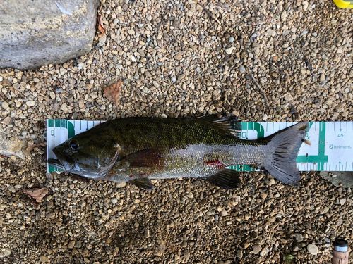 スモールマウスバスの釣果