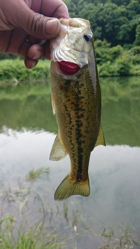 ラージマウスバスの釣果