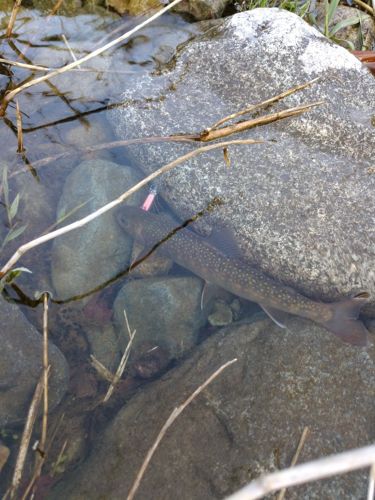 イワナの釣果