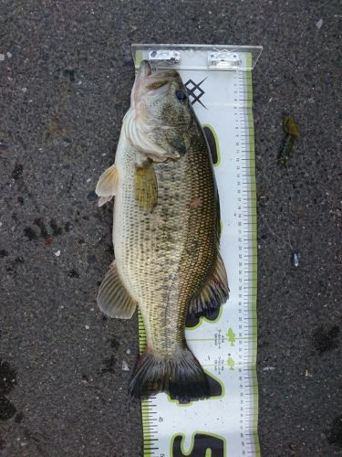 ブラックバスの釣果