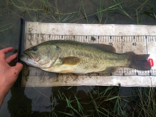 ブラックバスの釣果