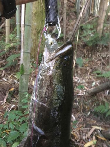 カムルチーの釣果