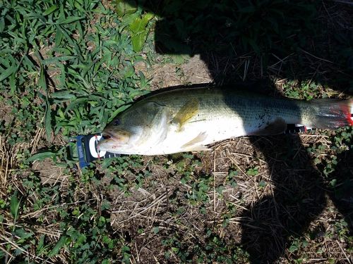 ラージマウスバスの釣果