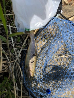 イワナの釣果