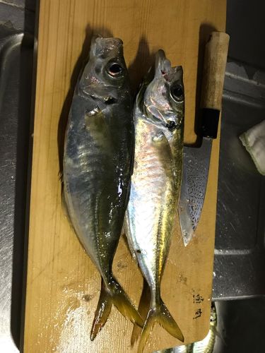 アジの釣果