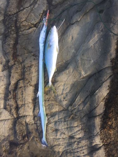 イナダの釣果