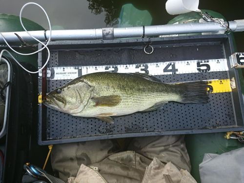 ブラックバスの釣果