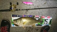 ブラックバスの釣果